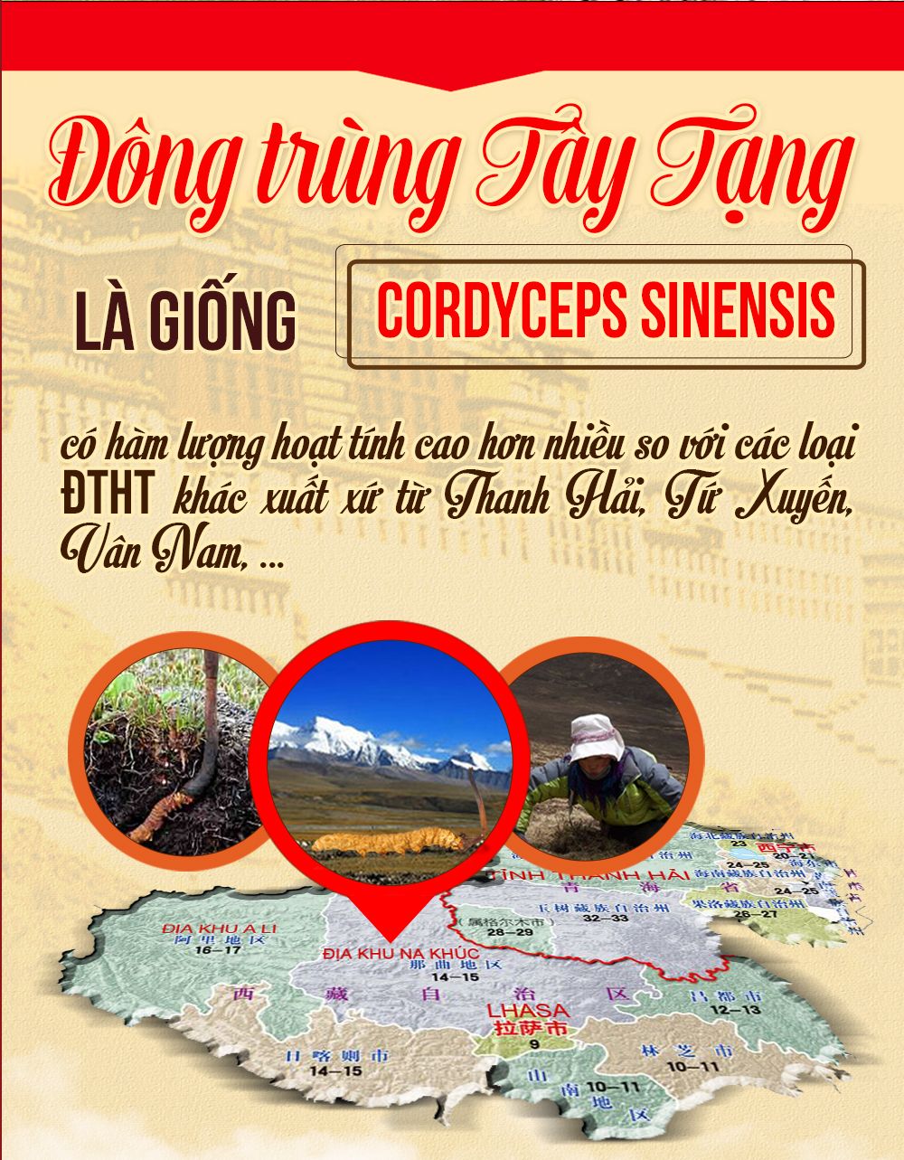 Con đông trùng hạ thảo nguyên con sấy khô loại cao cấp