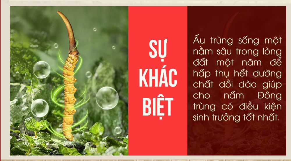 Con đông trùng hạ thảo nguyên con sấy khô loại cao cấp