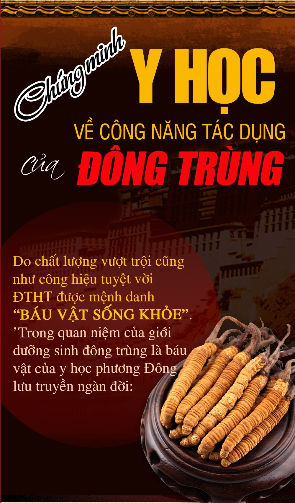 Con đông trùng hạ thảo nguyên con sấy khô loại cao cấp