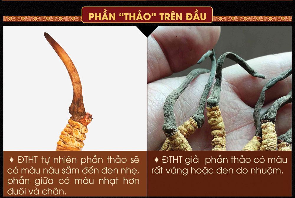 Con đông trùng hạ thảo nguyên con sấy khô loại cao cấp