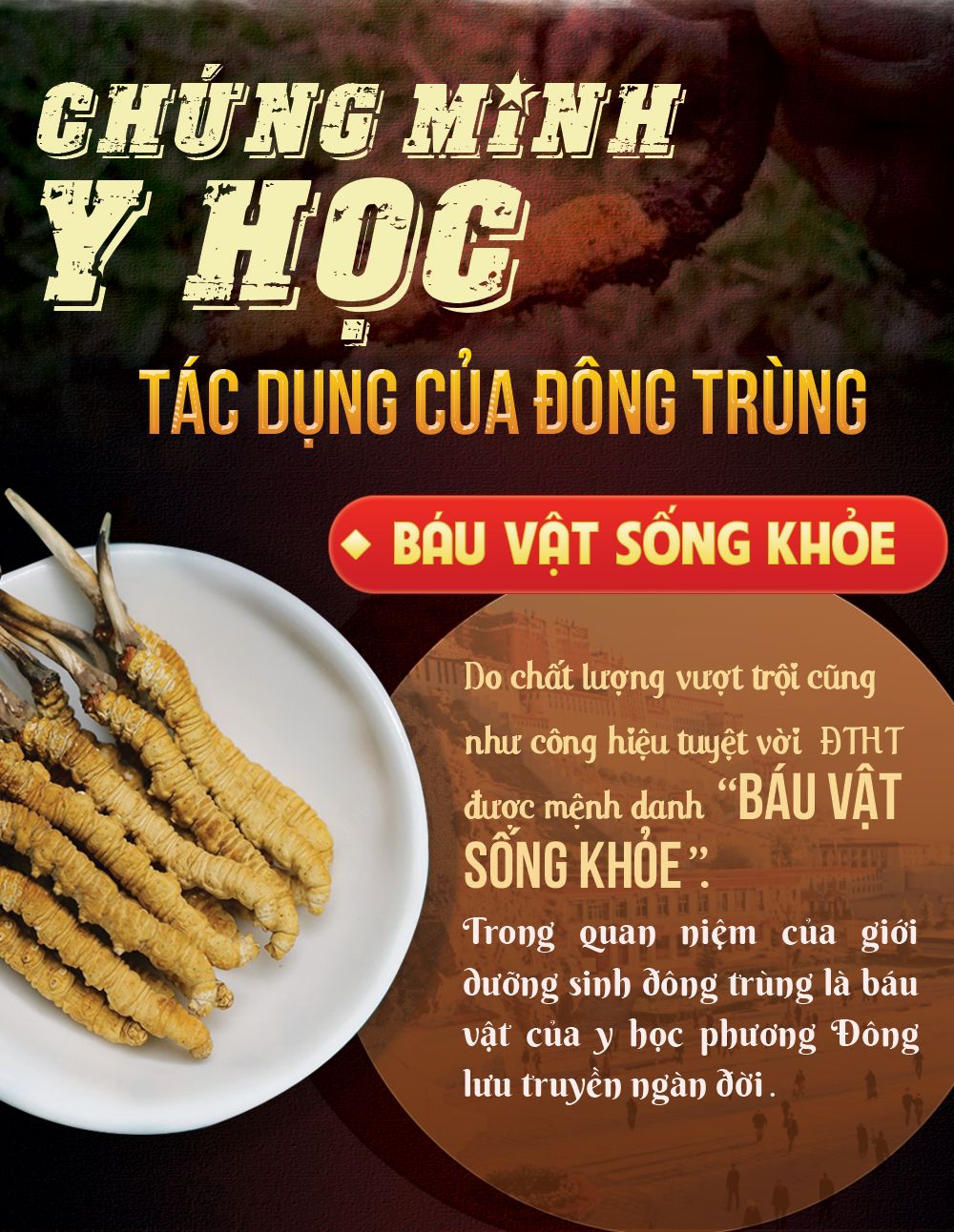 So sánh đông trùng hạ thảo tự nhiên và nhân tạo