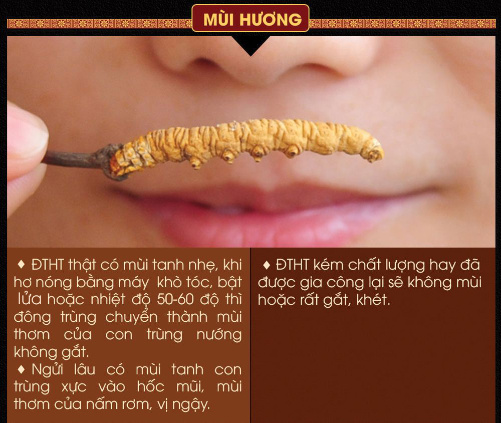 Tìm mua địa chỉ bán đông trùng hạ thảo uy tín