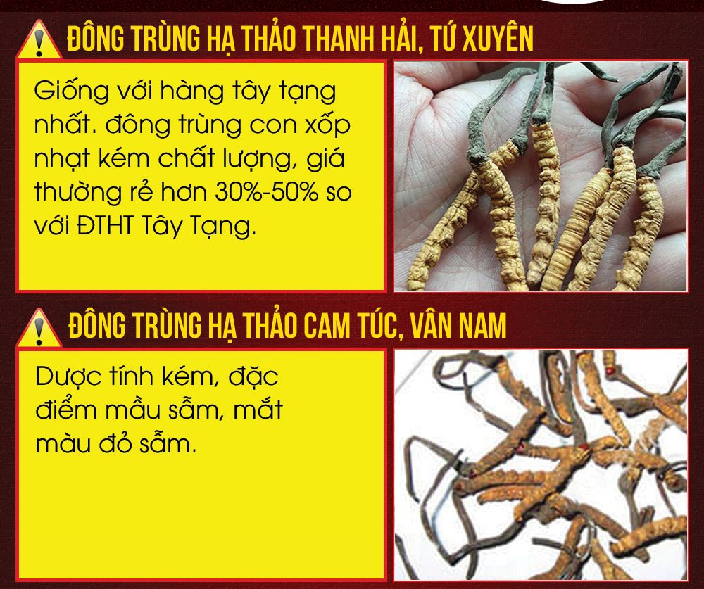 Cách phân biệt con đông trùng hạ thảo Na - Khúc Tây Tạng