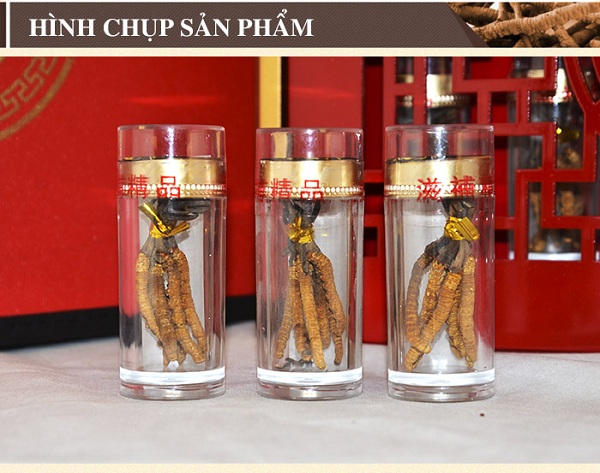 Hình ảnh con sản phẩm đông trùng hạ thảo thiên nhiên