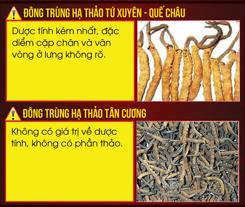 Con đông trùng hạ thảo nguyên con sấy khô loại nhỏ