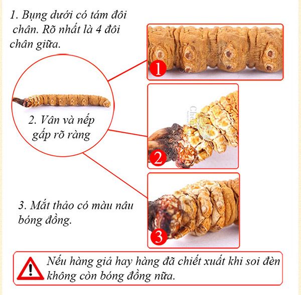 Đặc điểm phân biệt con đông trùng hạ thảo thật