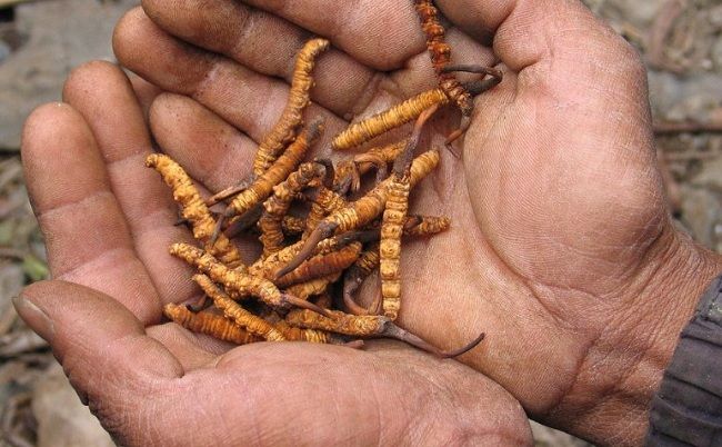 Đông trùng hạ thảo tự nhiên được khai thác ở vùng Tây Tạng