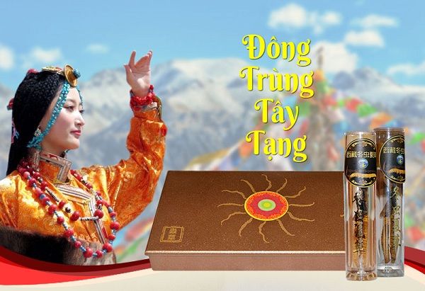 Đông trùng hạ thảo nguyên con xuất xứ Tây Tạng