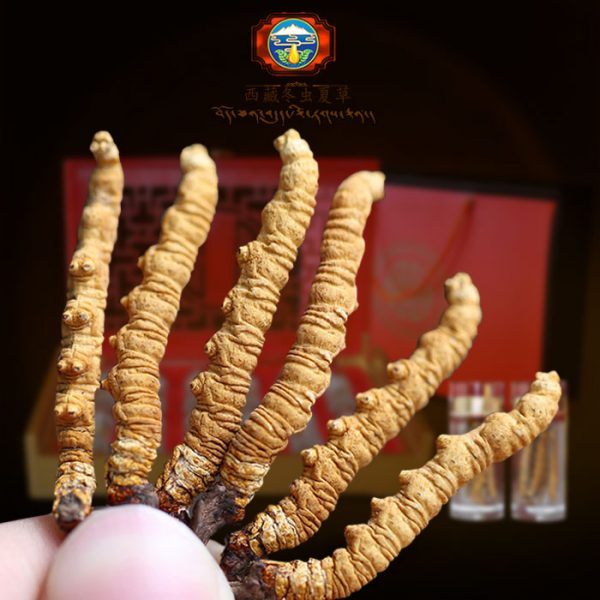 Đông trùng hạ thảo Tây Tạng cao cấp hộp 30gr
