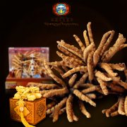 Hộp quà biếu cao cấp đông trùng hạ thảo nguyên con 100gr