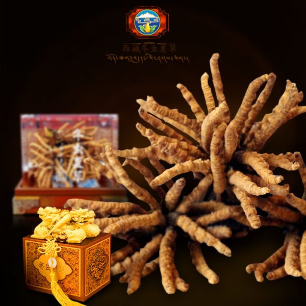 Hộp quà biếu cao cấp đông trùng hạ thảo nguyên con 100gr