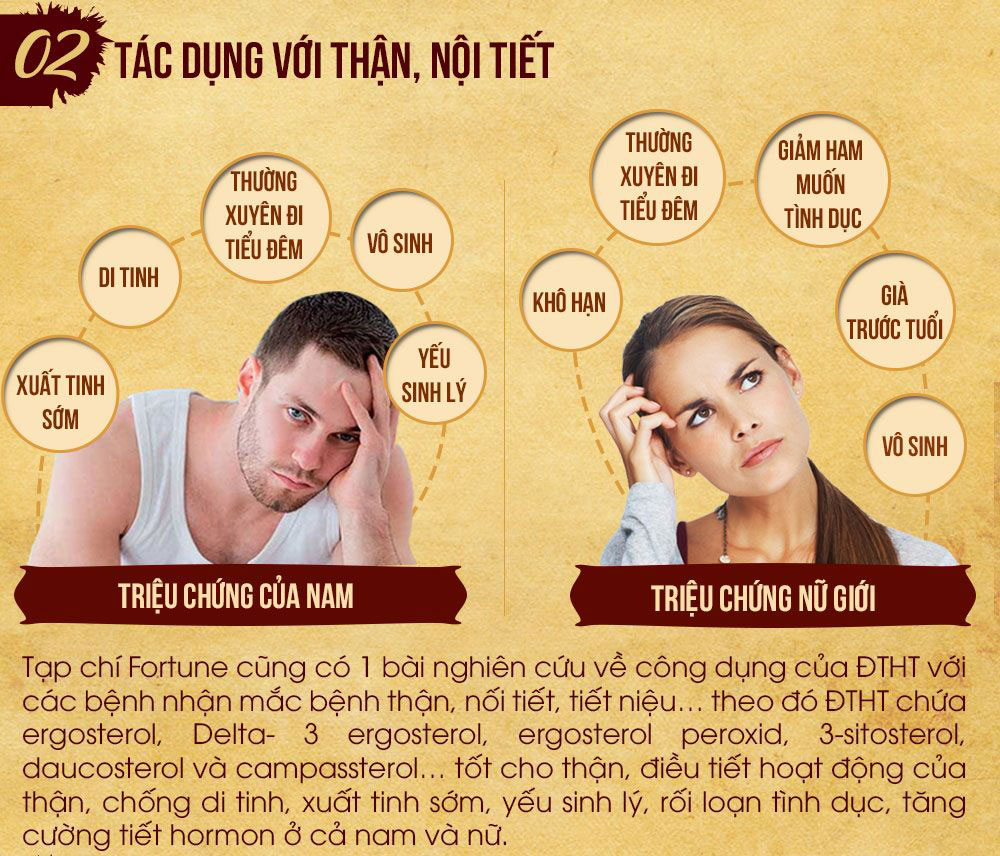 Đông trùng hạ thảo có tác dụng gì với thận và hệ nội tiết