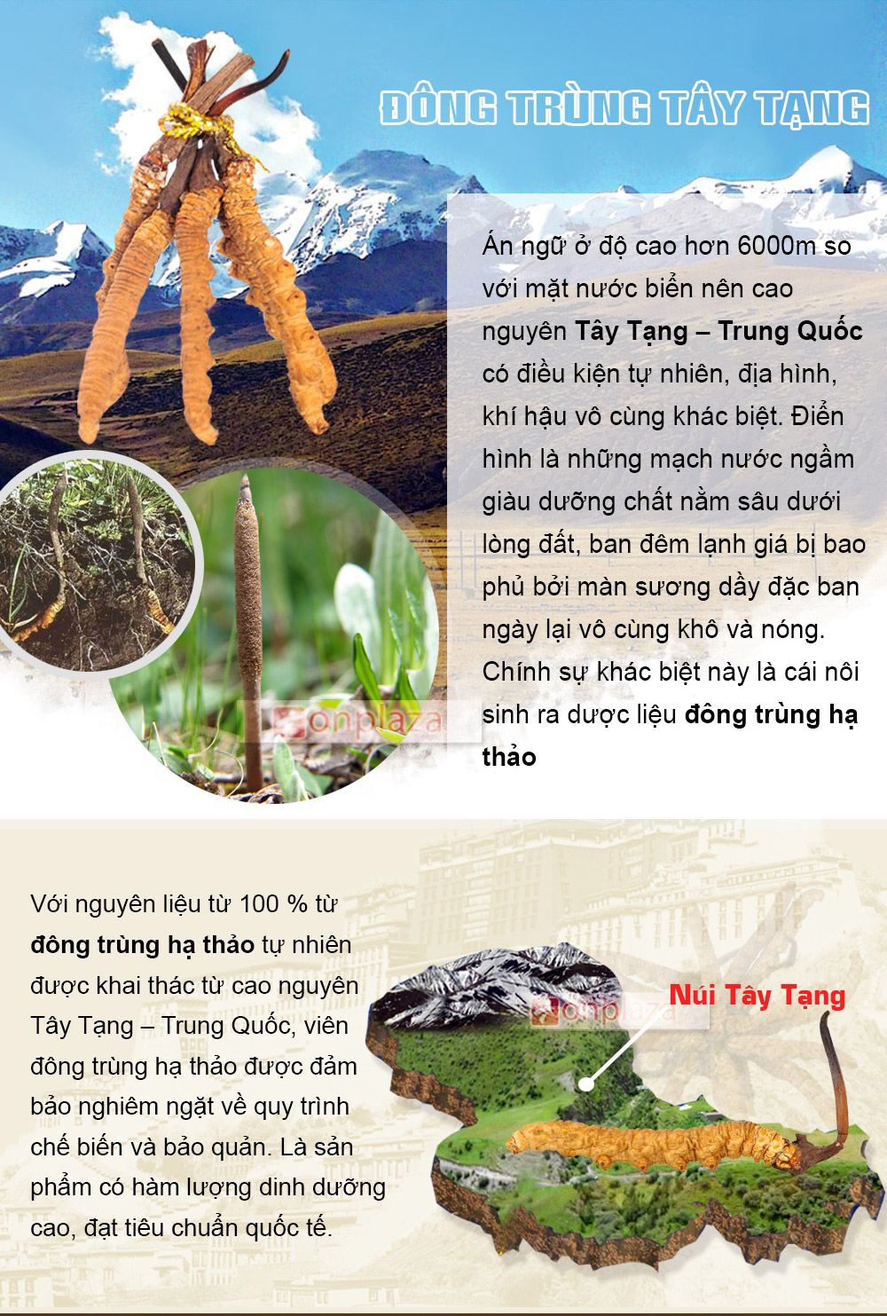 Môi trường sống của đông trùng hạ thảo Tây Tạng