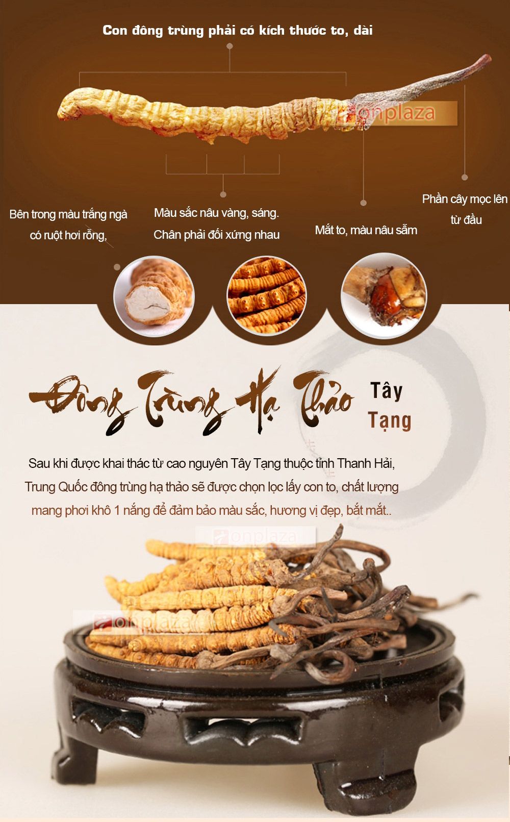 Đặc điểm của con đông trùng hạ thảo Tây Tạng