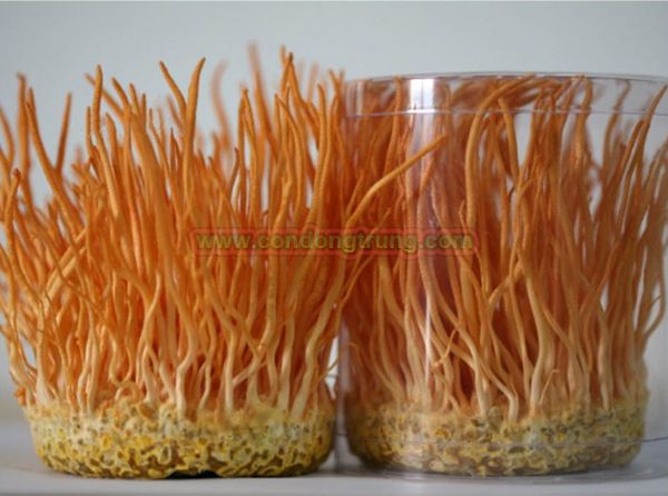 Đông trùng hạ thảo tươi Việt Nam được nuôi trồng nhân tạo