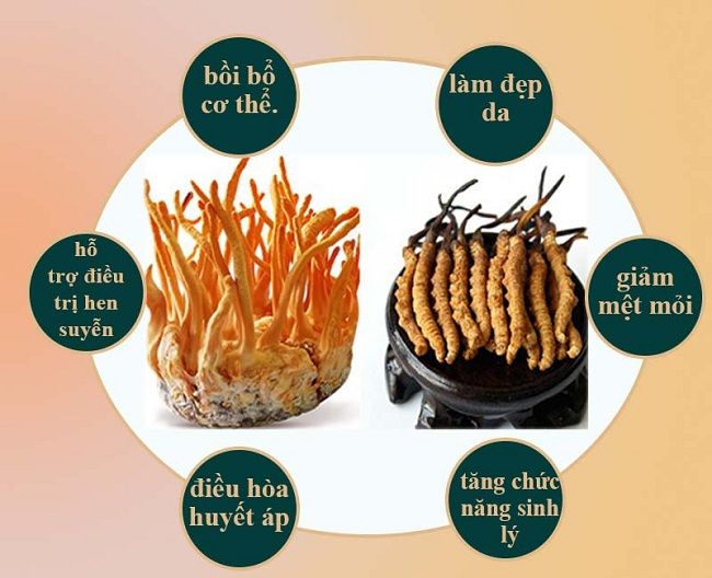 Dùng đông trùng hạ thảo tươi hay khô tốt hơn