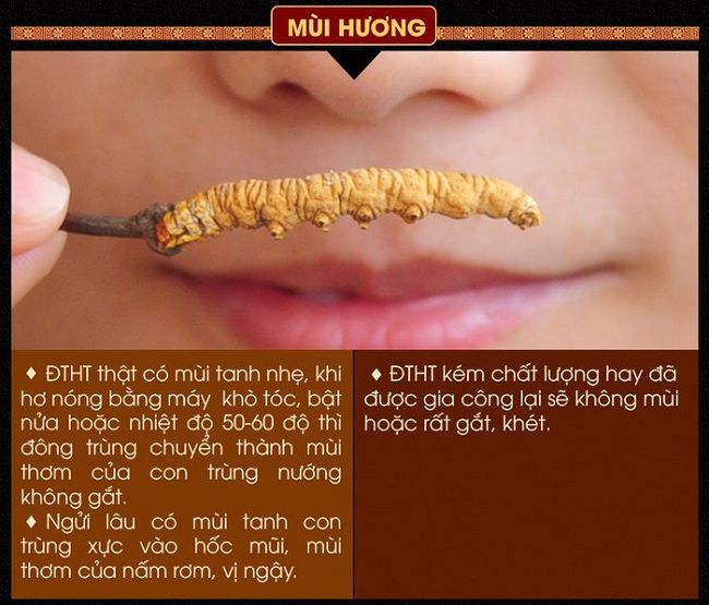 Nhận biết đông trùng hạ thảo thật qua mùi thơm đặc trưng