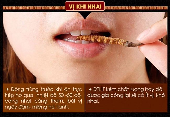 Phân biệt đông trùng hạ thảo thật giả qua vị