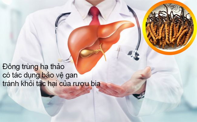 Đông trùng hạ thảo có tác dụng bảo vệ gan tránh khỏi tác hại của rượu bia