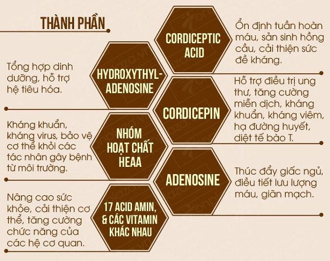 Thành phần đặc biệt của đông trùng hạ thảo