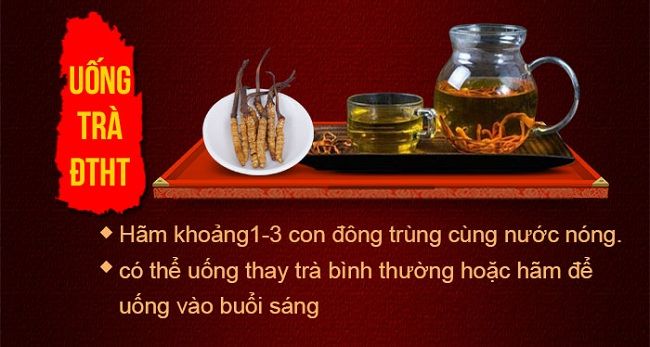 Uống trà đông trùng hạ thảo hàng ngày