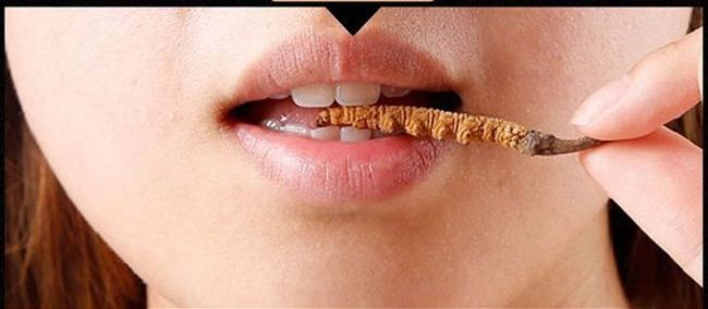 Tác dụng phụ khi ăn trực tiếp đông trùng hạ thảo nguyên con