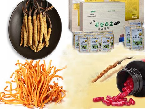 Phân loại đông trùng hạ thảo - Loại nào dùng tốt nhất