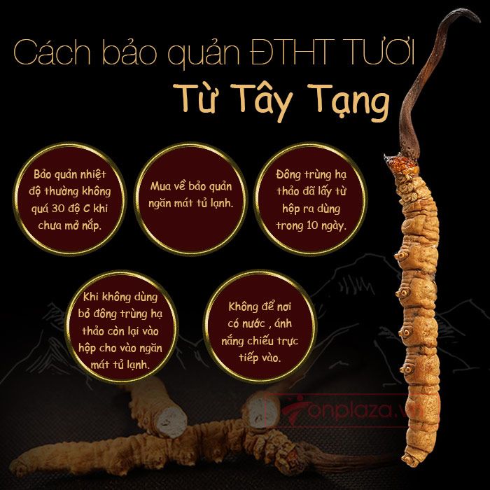 Cách bảo quản đông trùng hạ thảo khô từ Tây Tạng