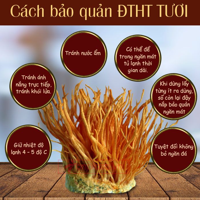 Cách bảo quản đông trùng hạ thảo tươi tại nhà