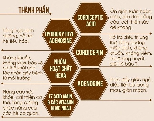 Thành phần trong đông trùng hạ thảo và tác dụng đối với cơ thể