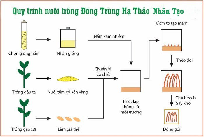 Quy trình nuôi cấy đông trùng hạ thảo nhân tạo Việt Nam