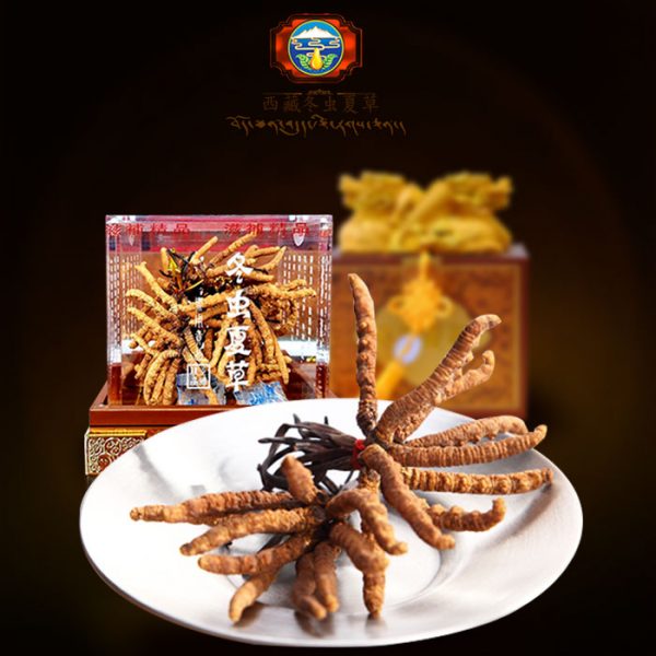 Đông trùng hạ thảo Tây Tạng hộp chạm rồng cao cấp 20gr