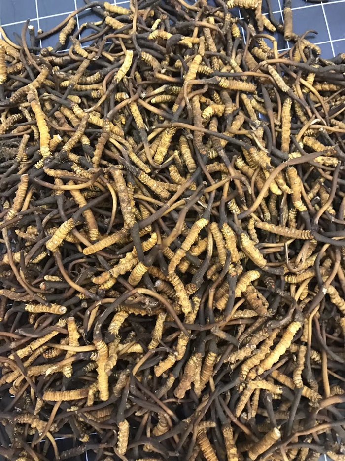 Đông trùng hạ thảo tươi Tây Tạng nguyên con loại 1gram 4