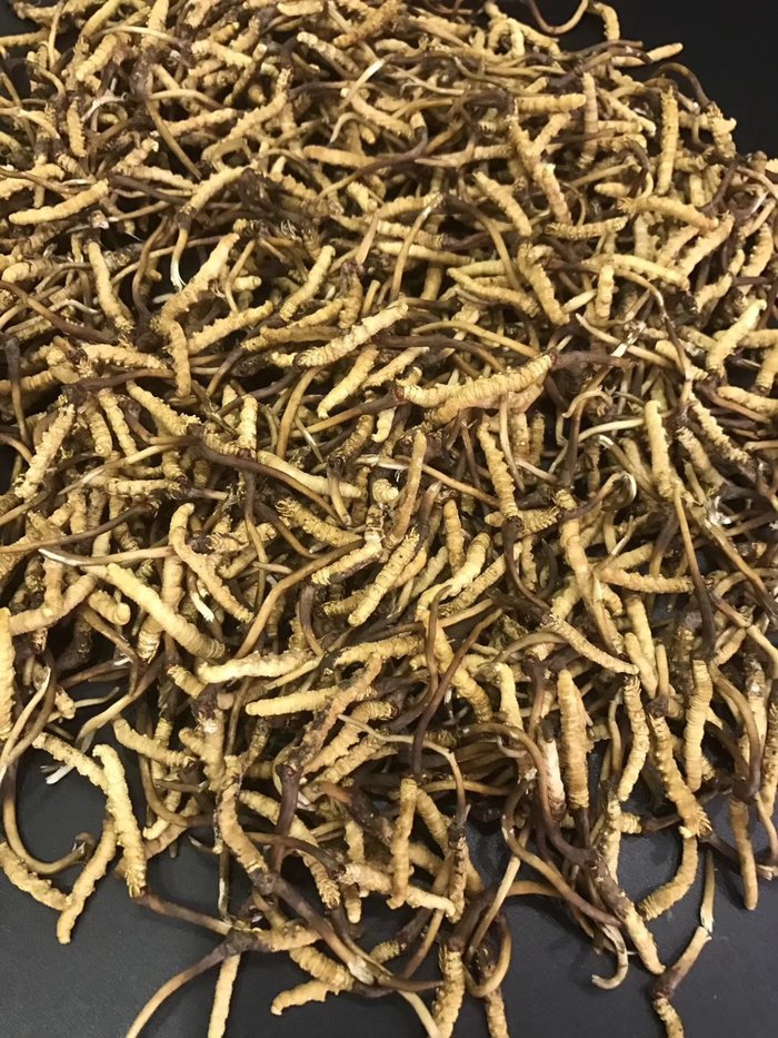 Đông trùng hạ thảo tươi Tây Tạng nguyên con loại 1gram 9
