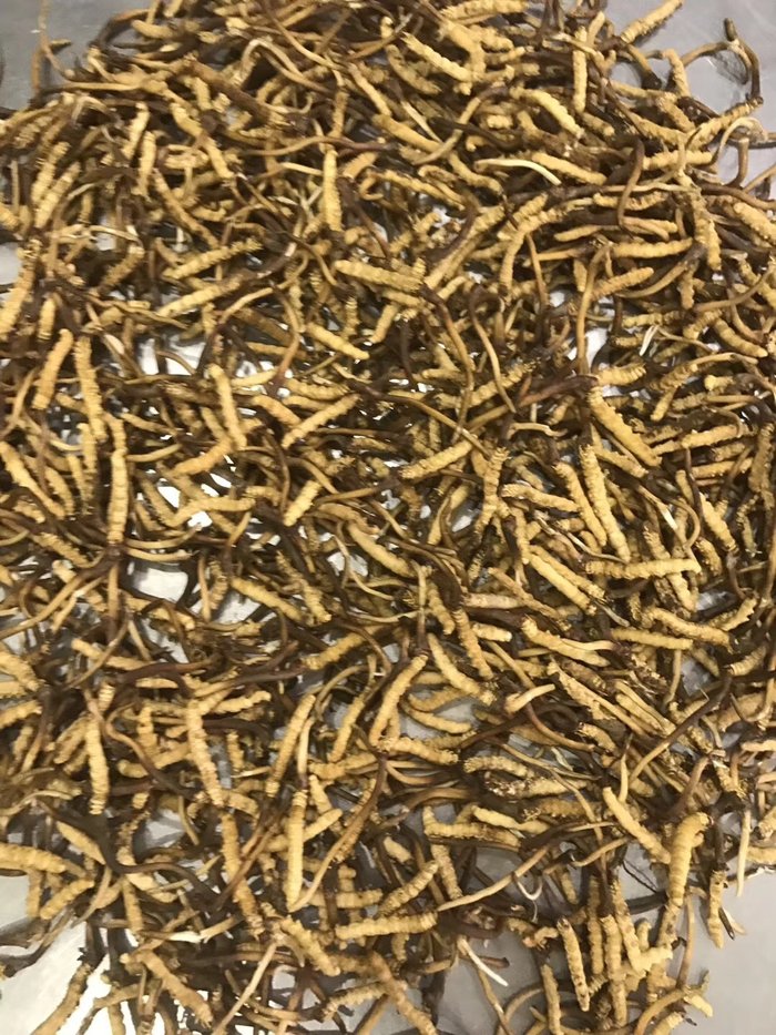 Đông trùng hạ thảo tươi Tây Tạng nguyên con loại 1gram 11
