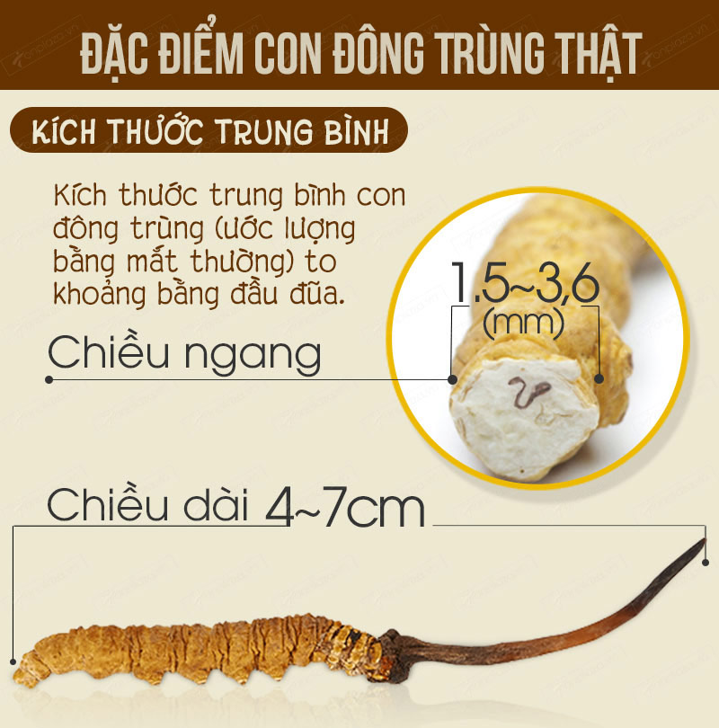 đặc điểm nhận biết đông trùng hạ thảo tây tạng thật 1